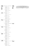 LADIES BAND 1.00CT ROUND DIAMOND 14K WHITE GOLD (SI QUALITY) - Image 6